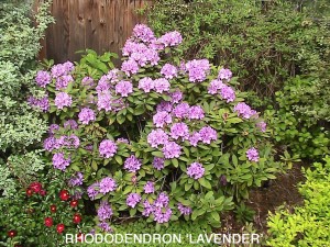 Rhododendron - lavender